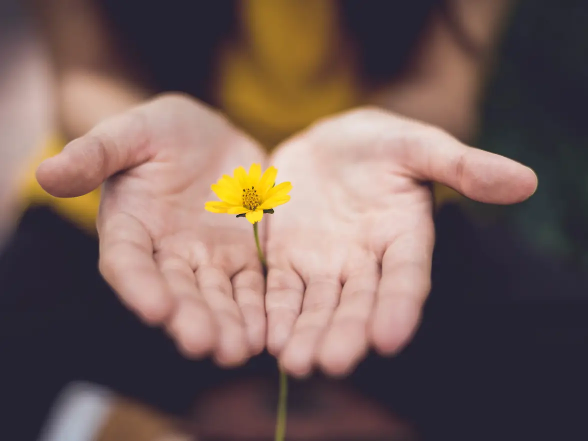 A yellow flower being held by two open hands
